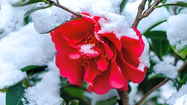 NOAA's Winter Outlook: Wet, Stormy South and a Mild North