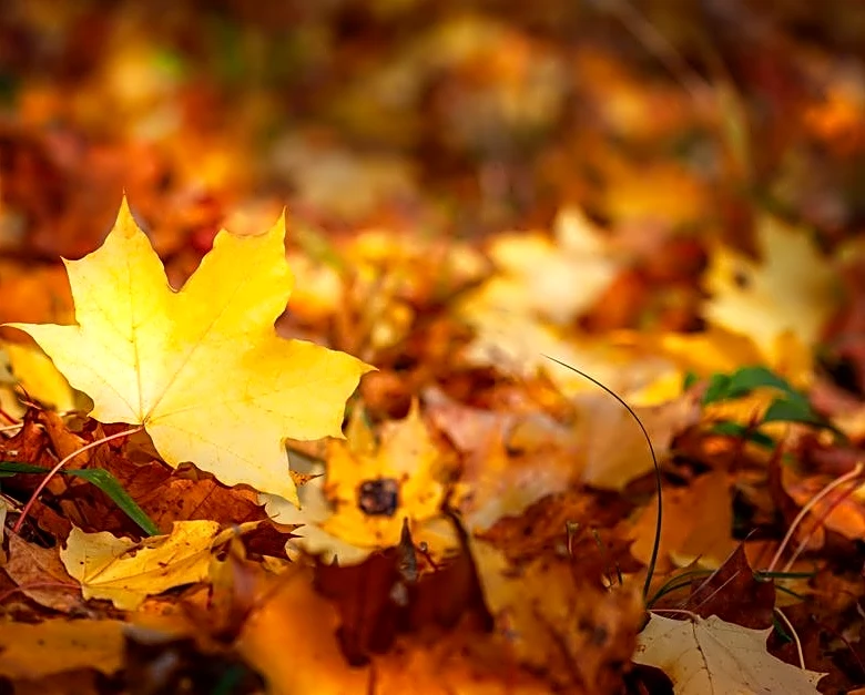 NOAA's Fall Forecast: Warm Nationwide With a Wet Southern Tilt