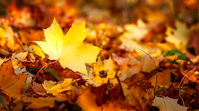 NOAA's Fall Forecast: Warm Nationwide With a Wet Southern Tilt