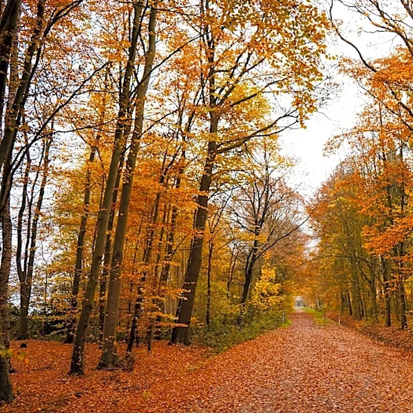 Understanding Seasonal Weather Patterns: A Guide to Fall Changes