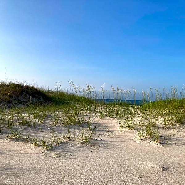 Alabama Students Use Christmas Trees to Restore Gulf Coast Dunes