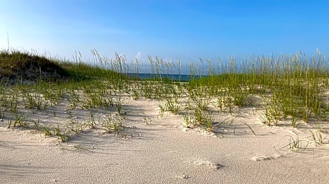 Alabama Students Use Christmas Trees to Restore Gulf Coast Dunes