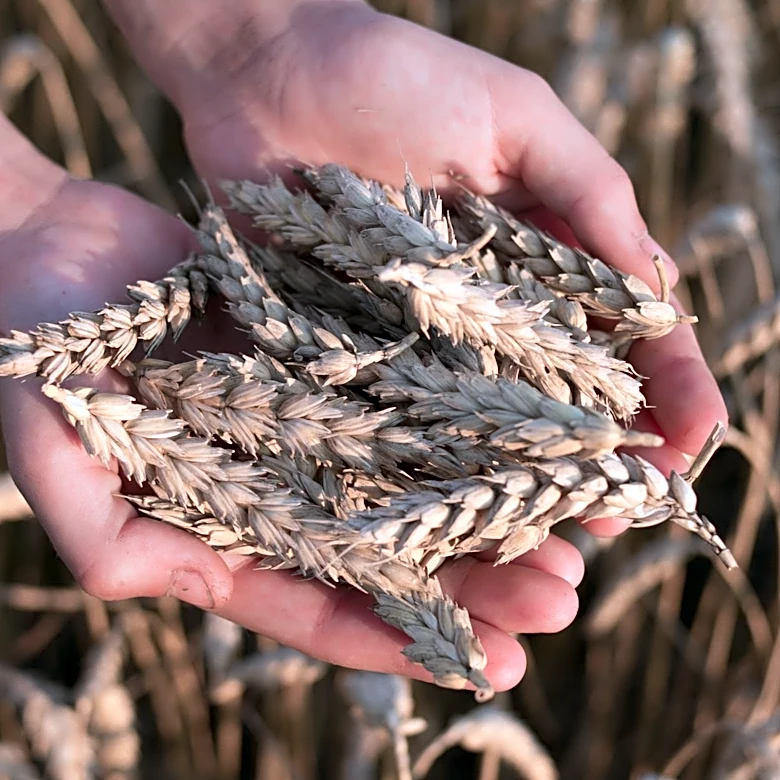 Kansas Wheat Crop Faces Challenges Amid Extreme Weather in 2026