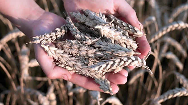 Kansas Wheat Crop Faces Challenges Amid Extreme Weather in 2026