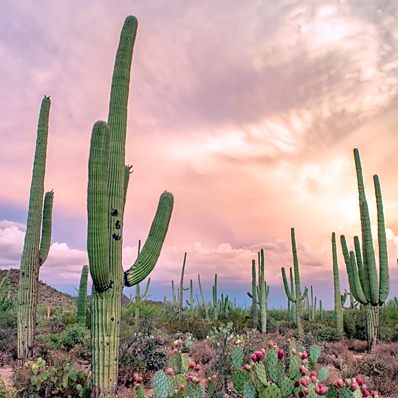 Tucson, Arizona: 7-Day Weather Forecast Highlights Heat and Thunderstorms
