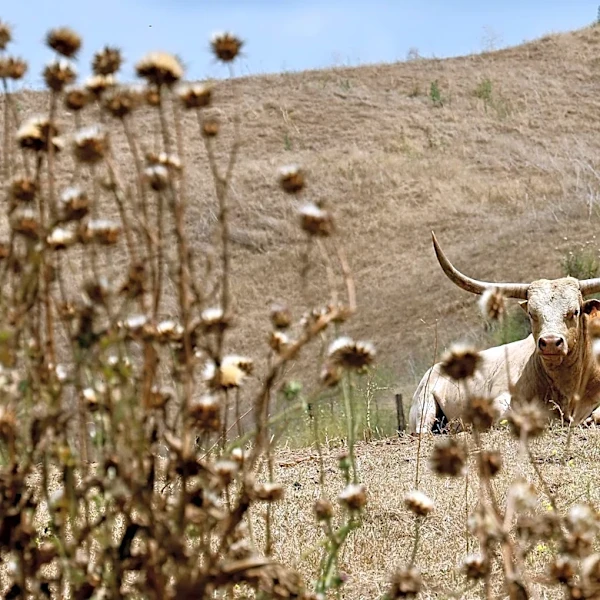 Chino Hills Faces Severe Impact from Summer Drought and Heat