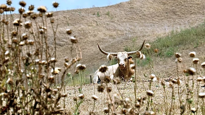 Chino Hills Faces Severe Impact from Summer Drought and Heat