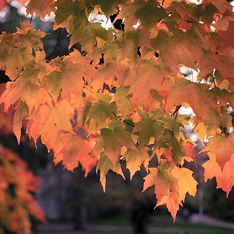 Michigan Fall Foliage Forecast: Peak Colors Expected Late October
