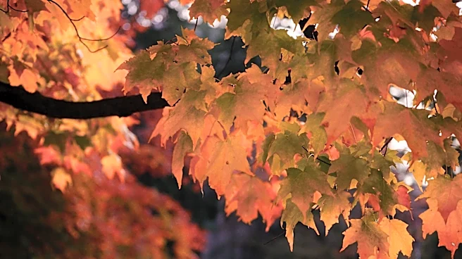 Michigan Fall Foliage Forecast: Peak Colors Expected Late October
