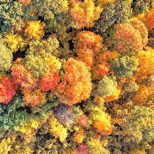 Will Fall Colors Wow This Year? Here’s the Forecast