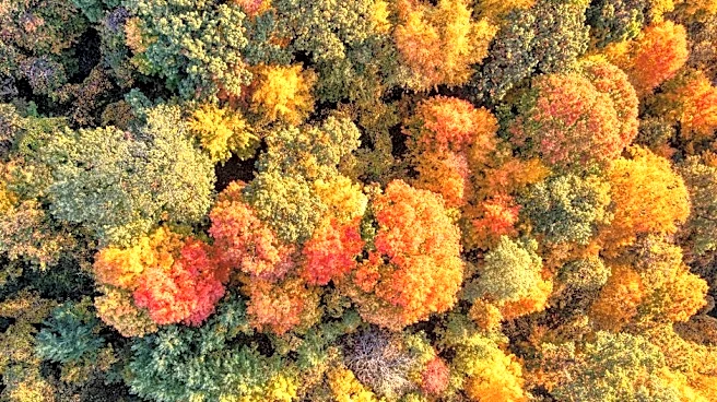 Will Fall Colors Wow This Year? Here’s the Forecast