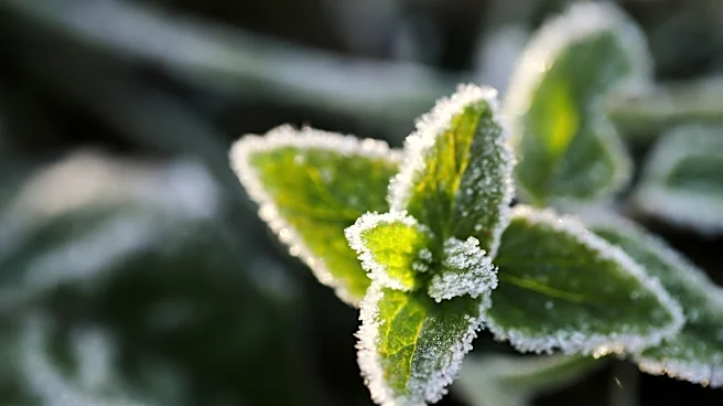 First Frost Dates for 2026: Regional Overview and Gardening Tips