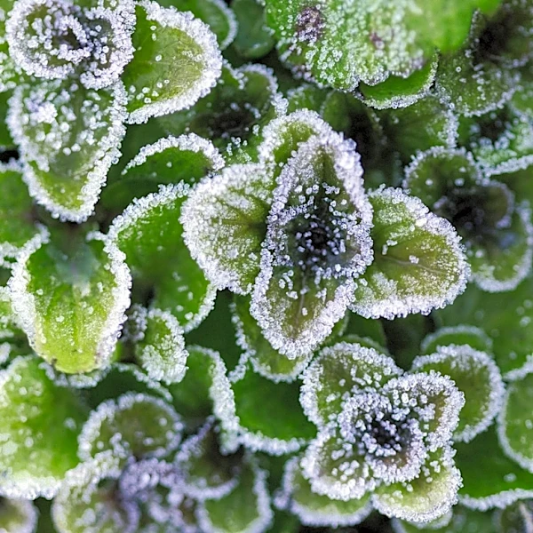 Minnesota Gardeners Prepare for First Frost in Washington County