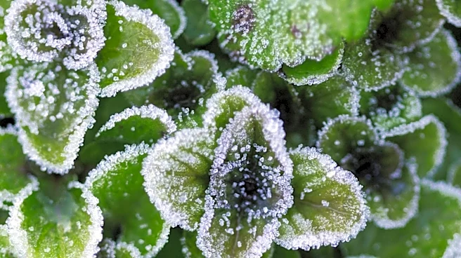 Minnesota Gardeners Prepare for First Frost in Washington County