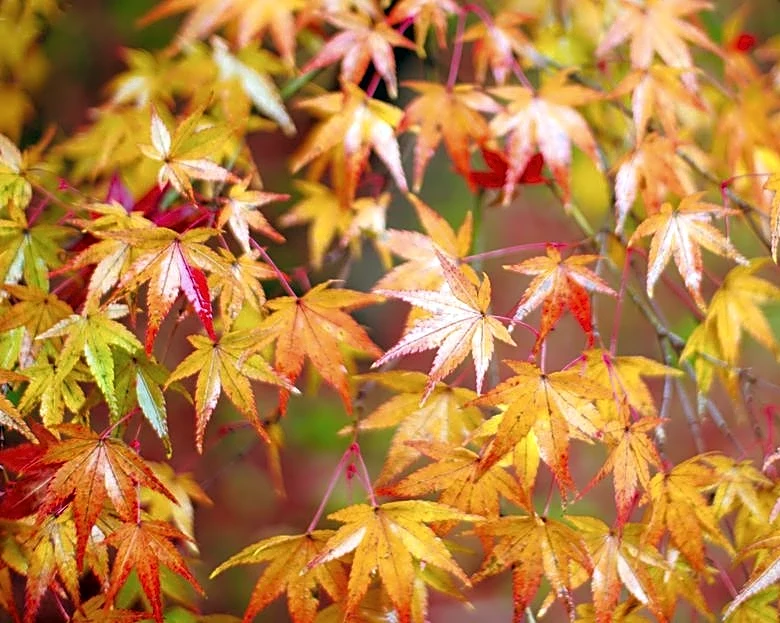 When Will Fall Colors Peak? Your Regional Guide