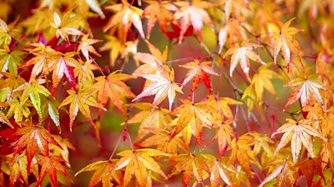 When Will Fall Colors Peak? Your Regional Guide