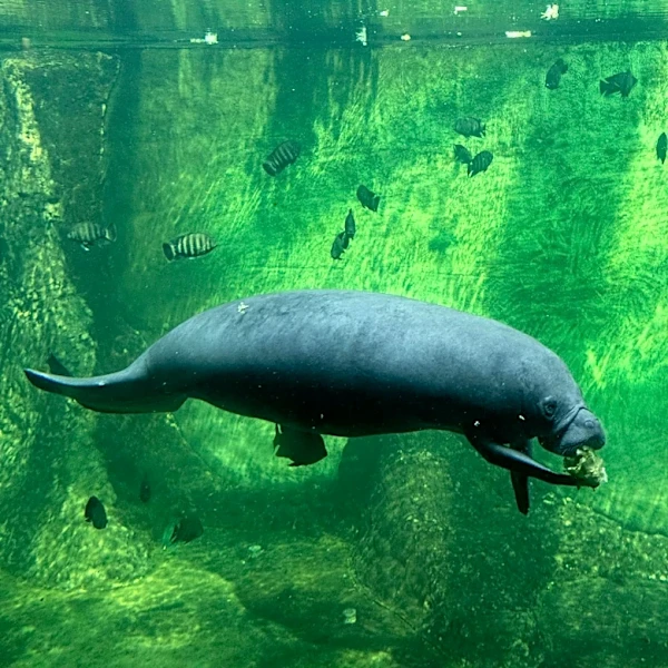 SeaWorld Orlando Highlights Marine Conservation Efforts
