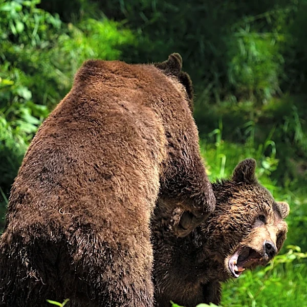 Record Bear Sightings Across Western U.S. Linked to Drought