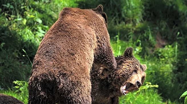 Record Bear Sightings Across Western U.S. Linked to Drought