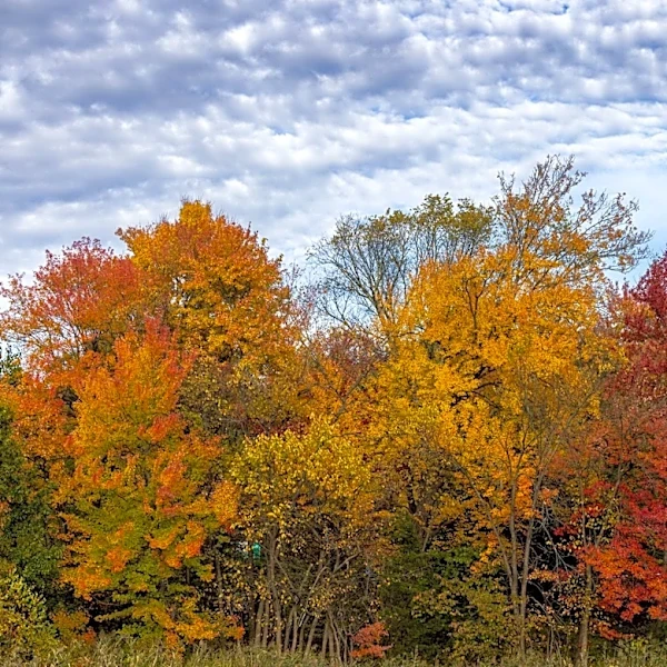 New England and Upstate New York to Showcase Vibrant Fall Foliage in 2026
