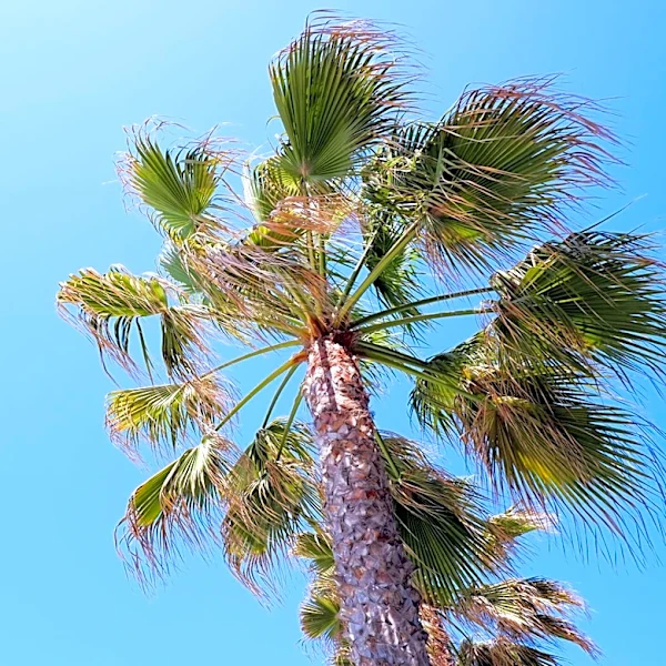 Mellow Week in San Diego Before Potential Holiday Weekend Showers