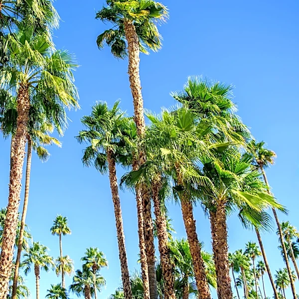 Mild Weather Continues in Southern California Ahead of Potential Tropical System