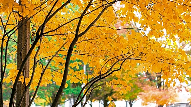 2026 Fall Foliage Forecast Highlights Vibrant Colors Across U.S.