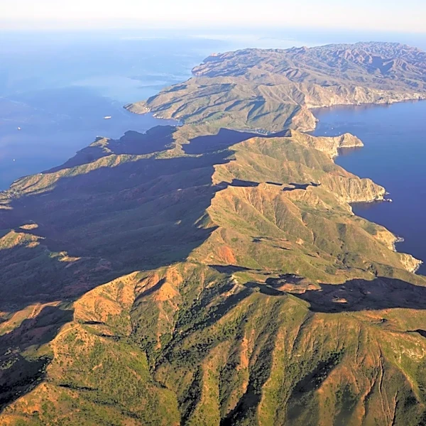 Massive Wildfire Destroys 80% of Rare Torrey Pines on Santa Rosa Island
