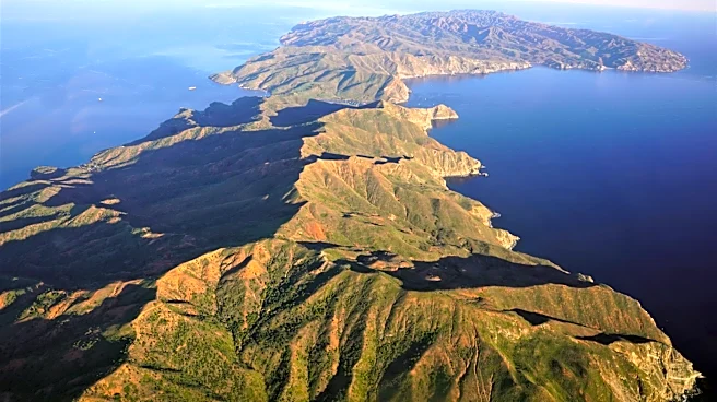 Massive Wildfire Destroys 80% of Rare Torrey Pines on Santa Rosa Island