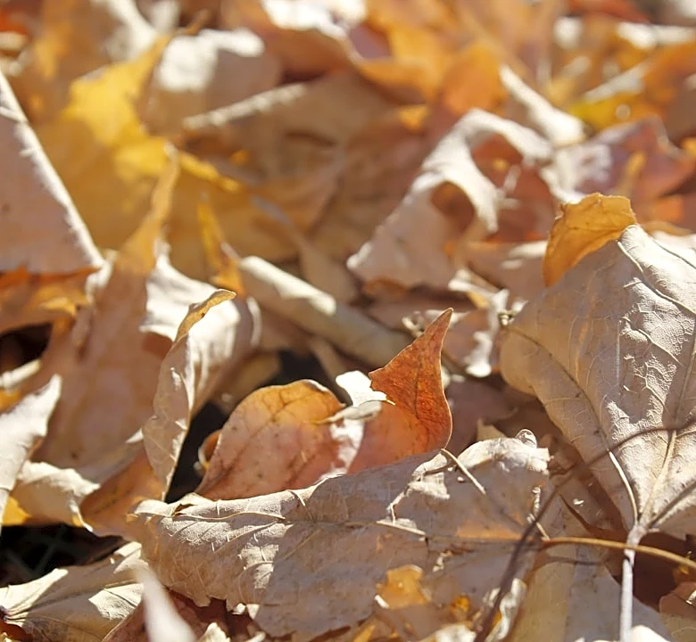 Virginia Faces Elevated Drought Risk Amid High Temperatures