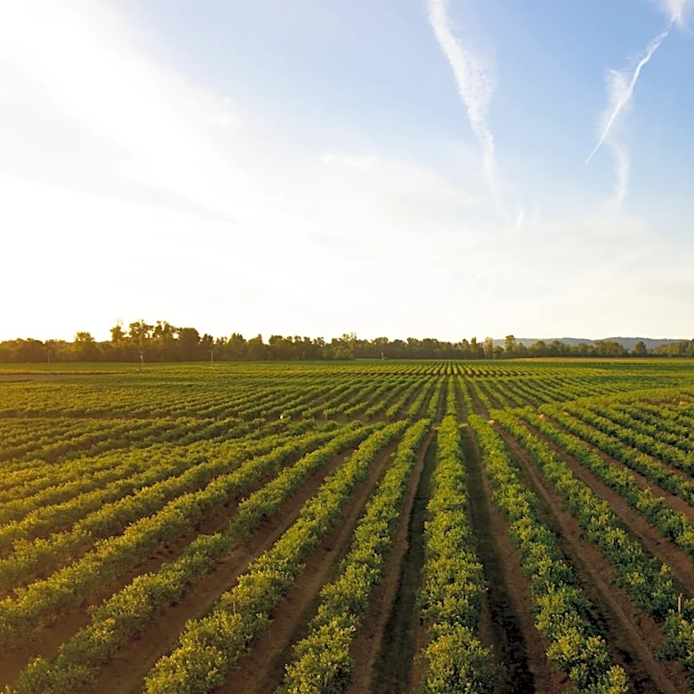 2026 Summer Weather Outlook Highlights Crop Challenges