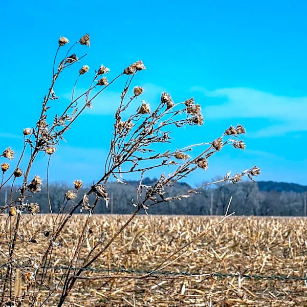 Heat Impacts Crop Pests in Kansas Amid Agricultural Insights