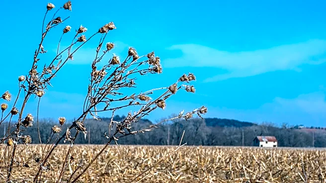 Heat Impacts Crop Pests in Kansas Amid Agricultural Insights
