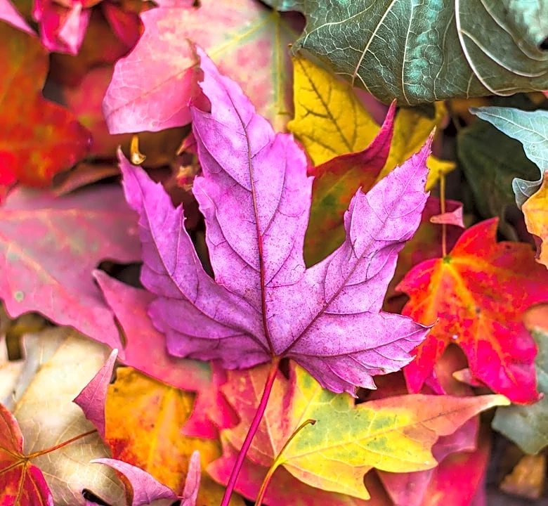 2026 Fall Foliage Peak Forecast Revealed by Interactive Map