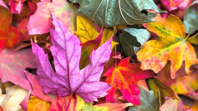 2026 Fall Foliage Peak Forecast Revealed by Interactive Map