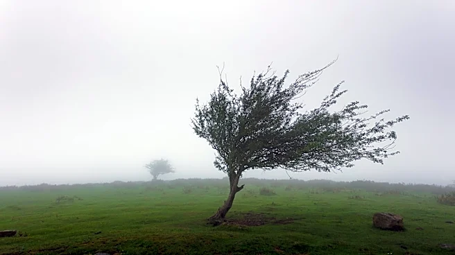 Severe Weather Causes Tree and Power Line Damage Across Multiple States