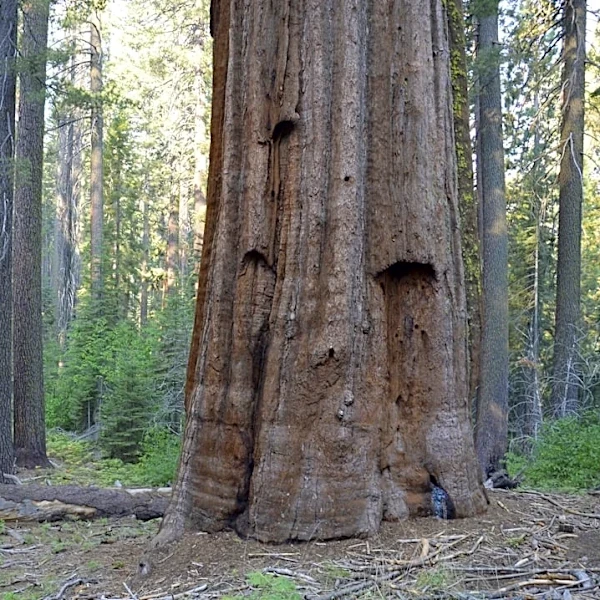 Controlled Burns Helped Mitigate Sequoia Wildfire Damage