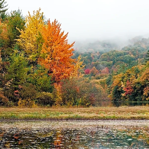 Fall Festivals in Massachusetts Highlight Seasonal Delights