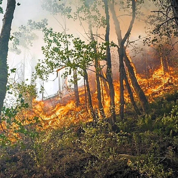 Over 250 Active Wildfires Burning Across 25 U.S. States