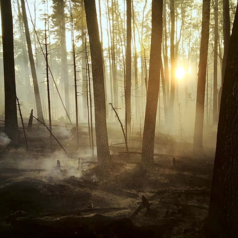Prescribed Burns Highlighted as Key to Forest Health Amid Wildfire Crisis