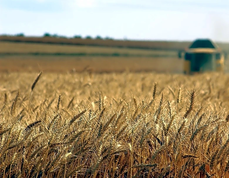 El Niño Brings Improved Growing Conditions to U.S. Grain Belt