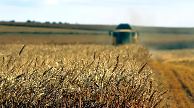 El Niño Brings Improved Growing Conditions to U.S. Grain Belt