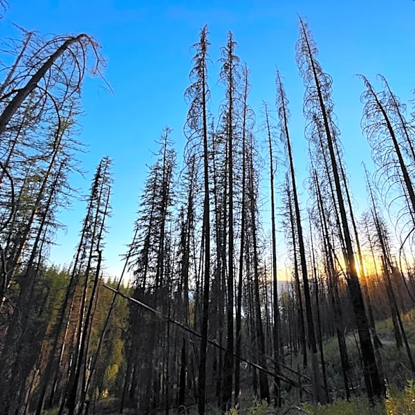 Firefighters Continue Efforts to Contain Nature Grove Fire in Montana