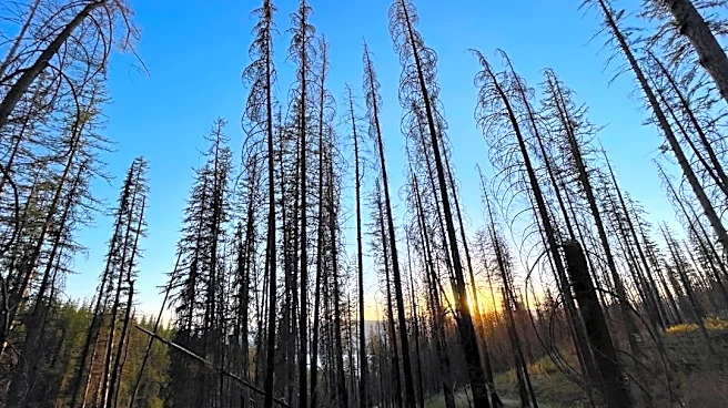Firefighters Continue Efforts to Contain Nature Grove Fire in Montana