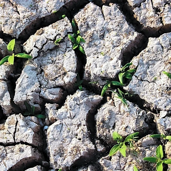 Drought-Tolerant Plants Thrive in Early Fall Dry Spells