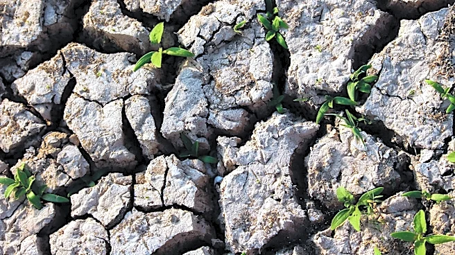 Drought-Tolerant Plants Thrive in Early Fall Dry Spells