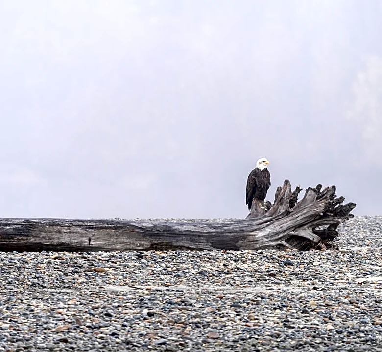 Alaska's Eagle Beach Showcases Unique Ecosystem Amid Climate Concerns