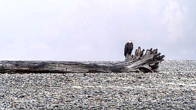 Alaska's Eagle Beach Showcases Unique Ecosystem Amid Climate Concerns