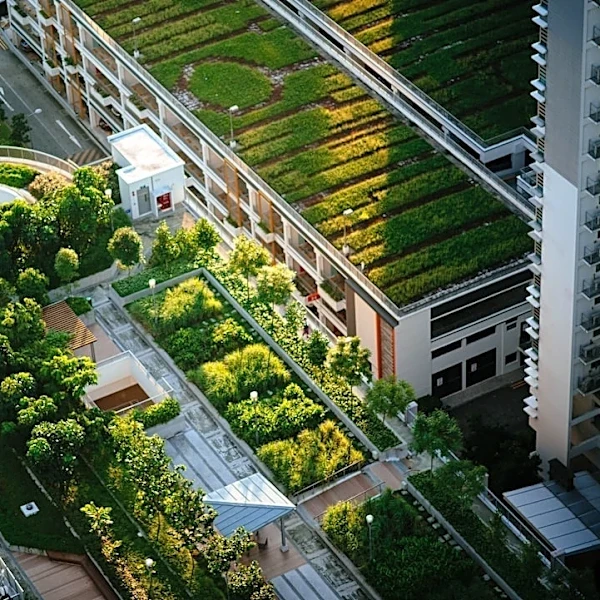 Why Tree Coverage Matters in Urban Areas