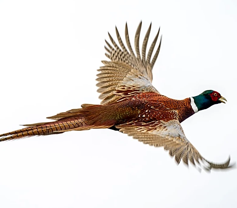 Iowa's 2026 Roadside Wildlife Survey Highlights Weather and Habitat Impacts